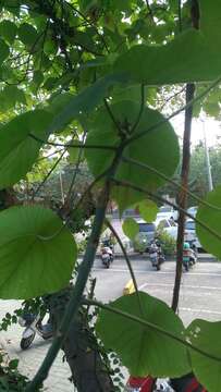 Image of parasol leaf tree