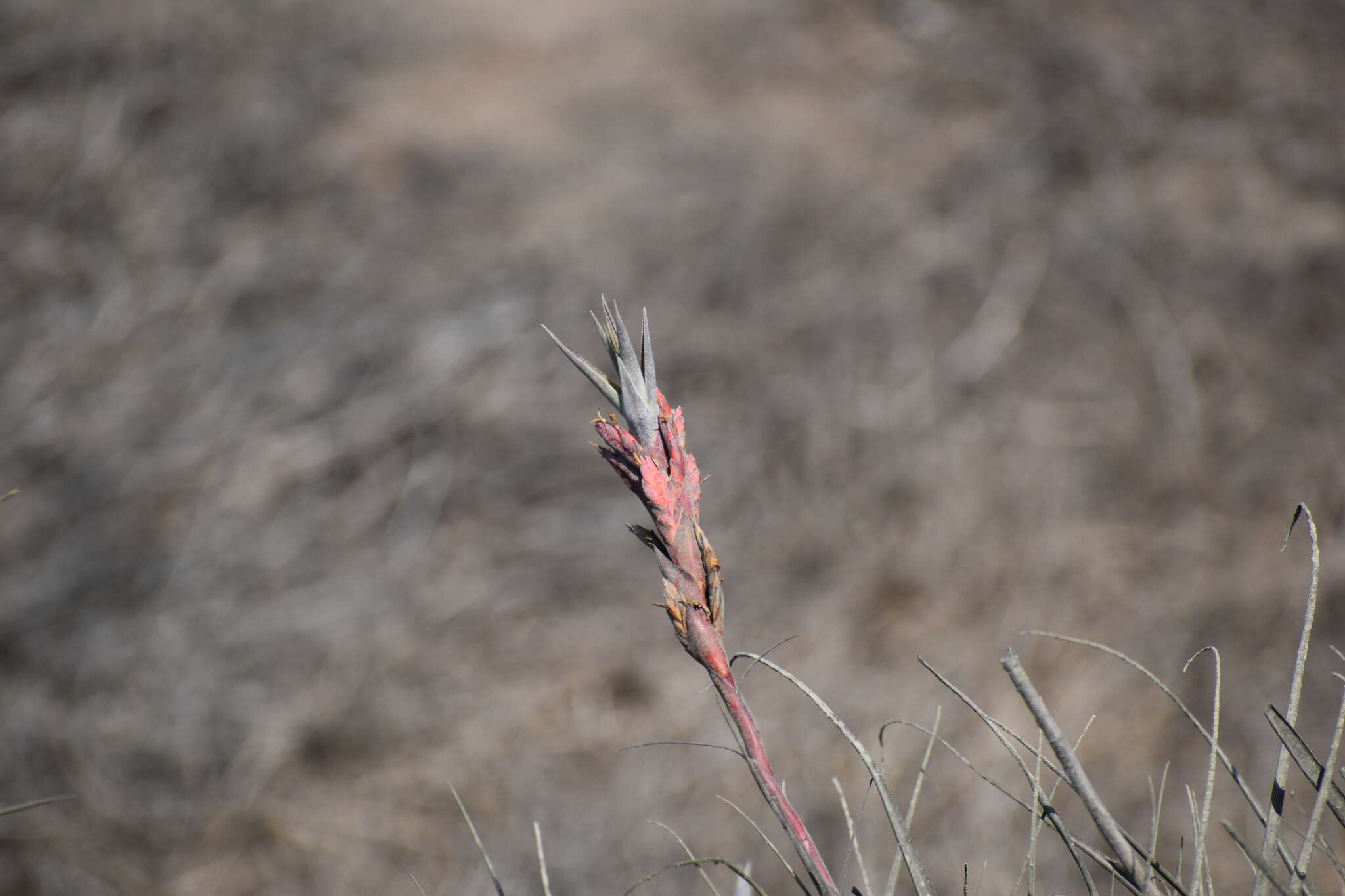 Tillandsia latifolia Meyen resmi