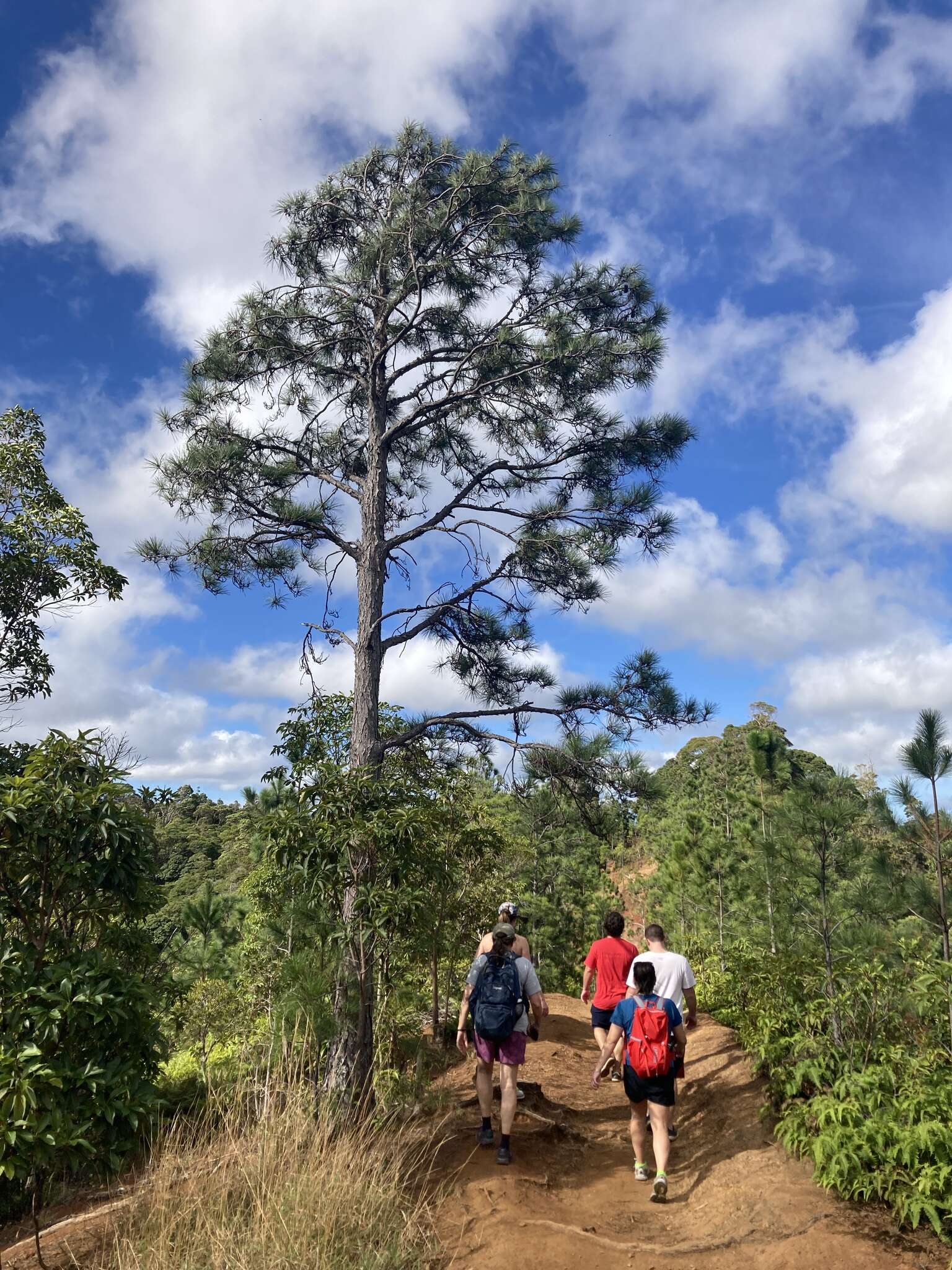 Image of Caribbean Pine