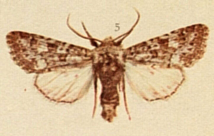 Image of Polymixis lichenea