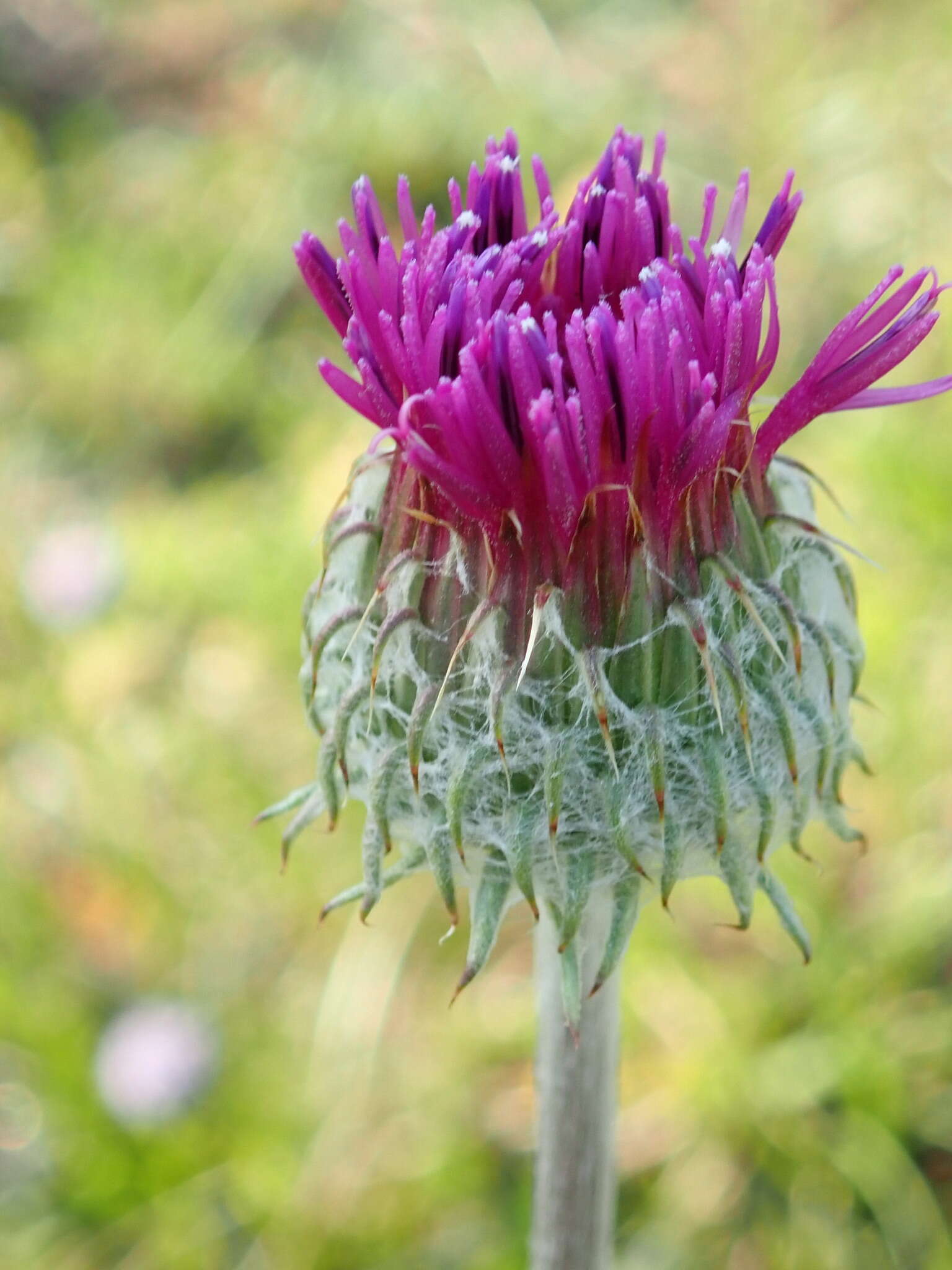 Image of Jurinea mollis (L.) Rchb.