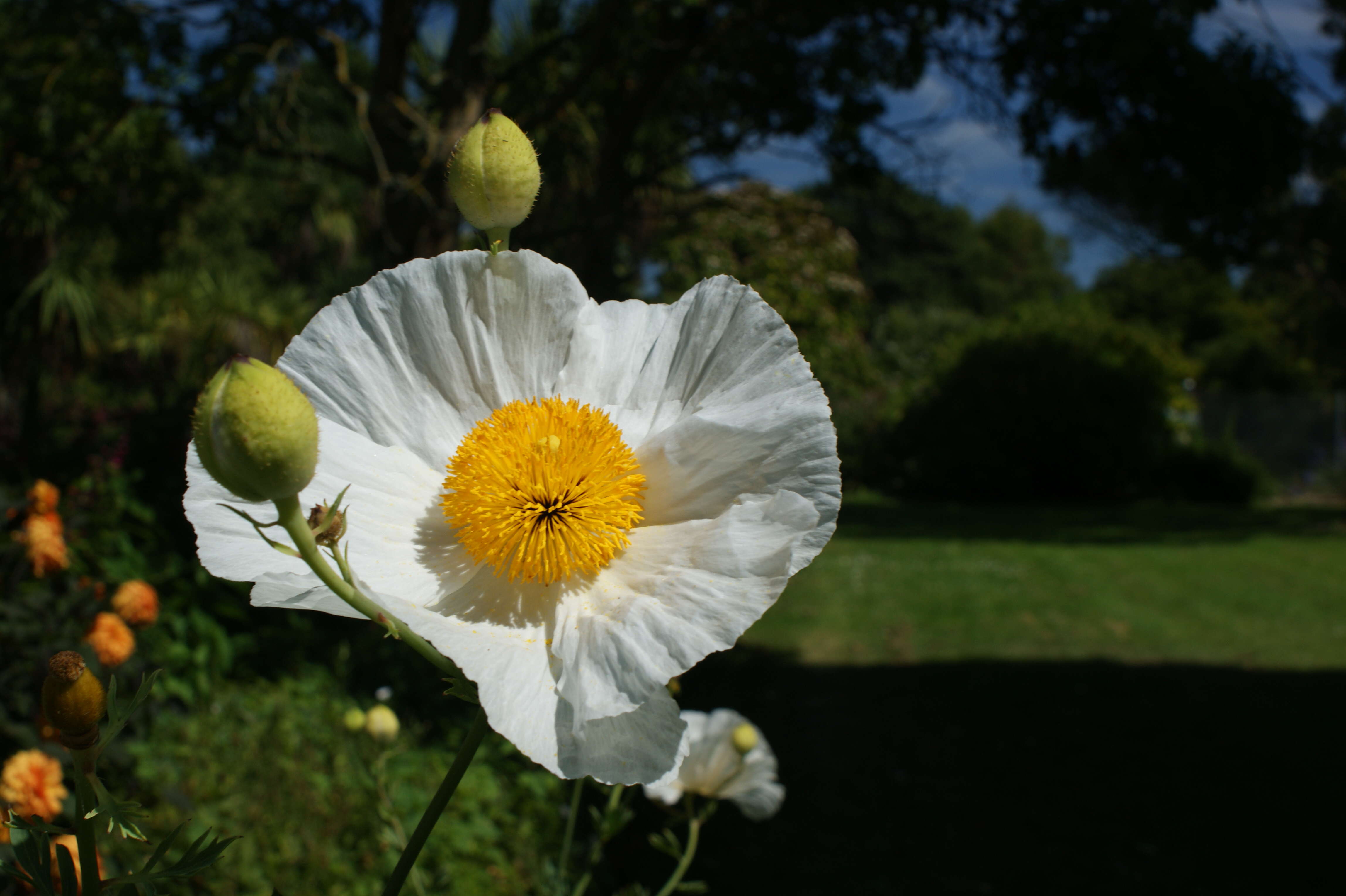 Image of Coulter's Matilija poppy