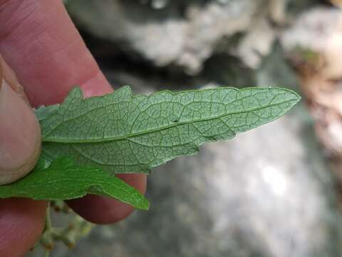 Sivun Buddleja racemosa subsp. racemosa kuva