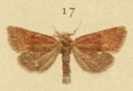 Image of Photedes captiuncula Treitschke 1825