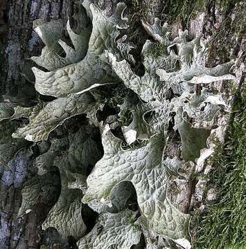 Image of Lungwort