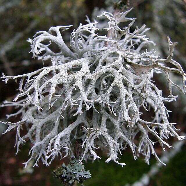 Image of Pseudevernia furfuracea (L.) Zopf