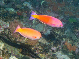 Plancia ëd Callanthias