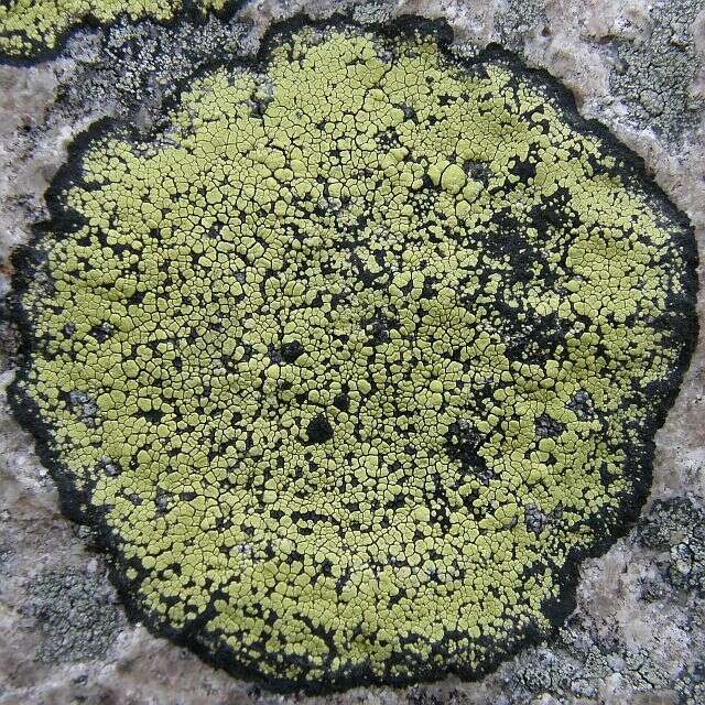 Image of Yellow map lichen;   World map lichen