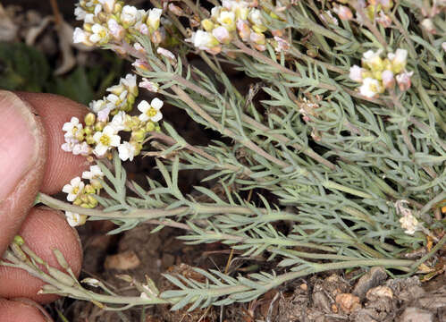 Image of Polyctenium fremontii var. fremontii