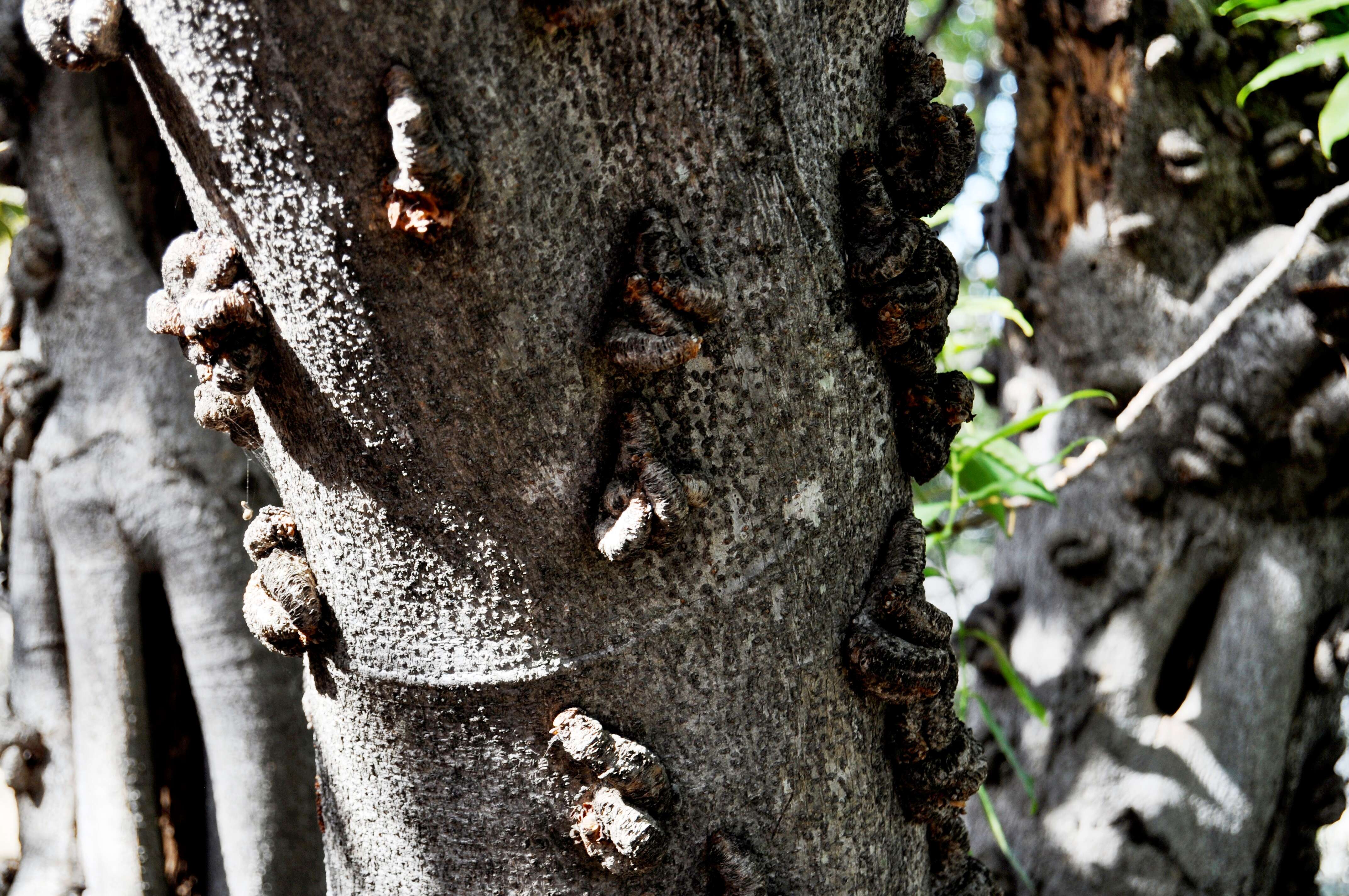 Image of Knobbly fig