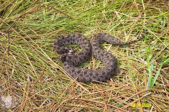 Image of Pygmy Rattlesnake