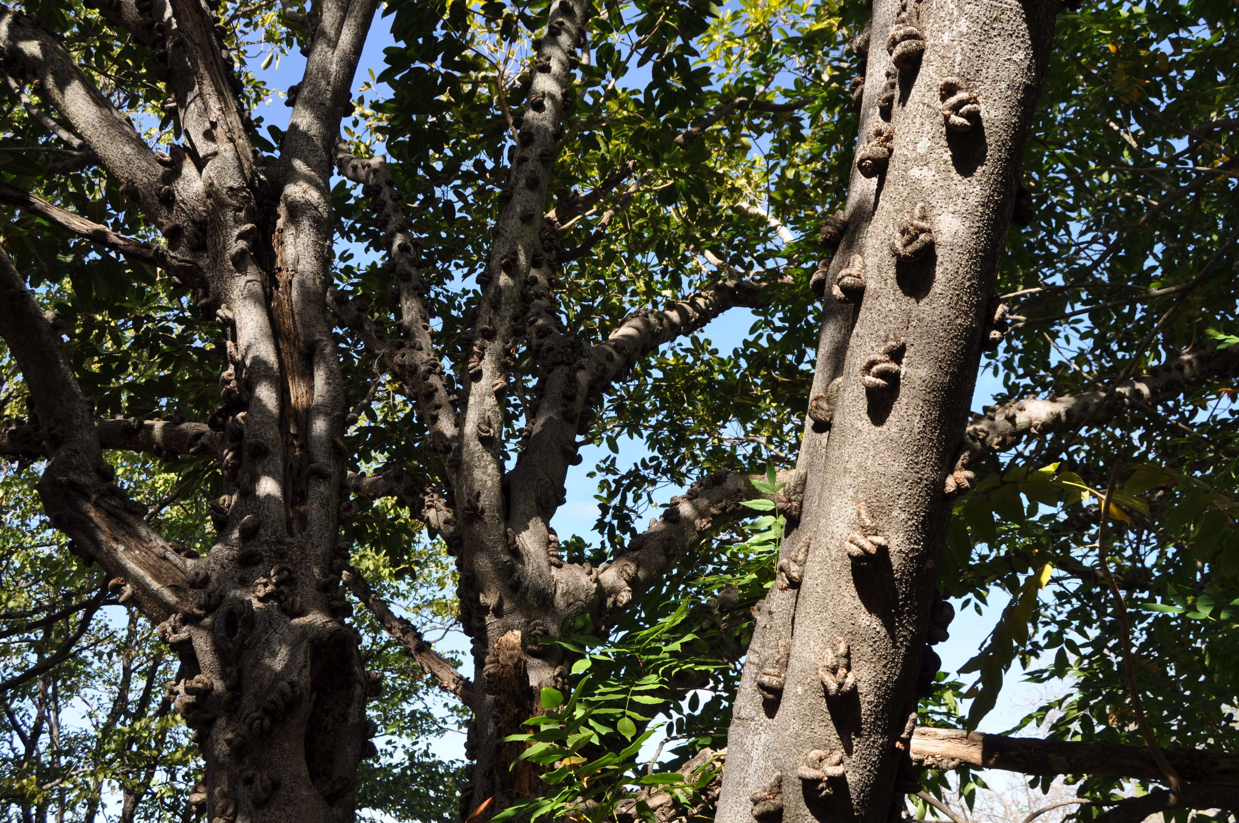 Image of Knobbly fig