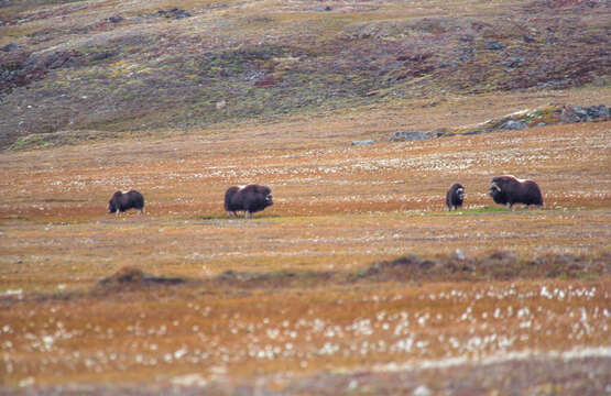 Image of muskox