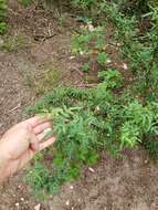 Image of Texas barberry