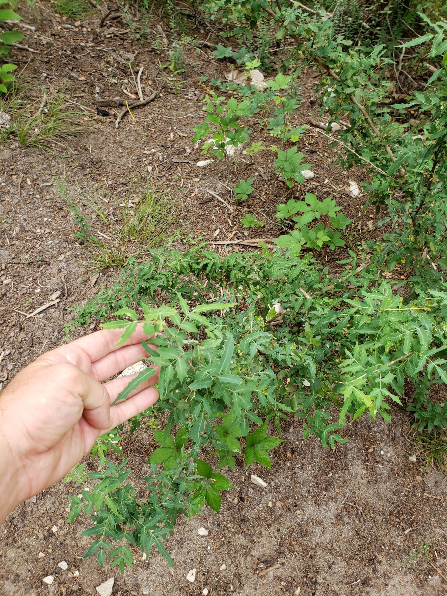 Image of Texas barberry