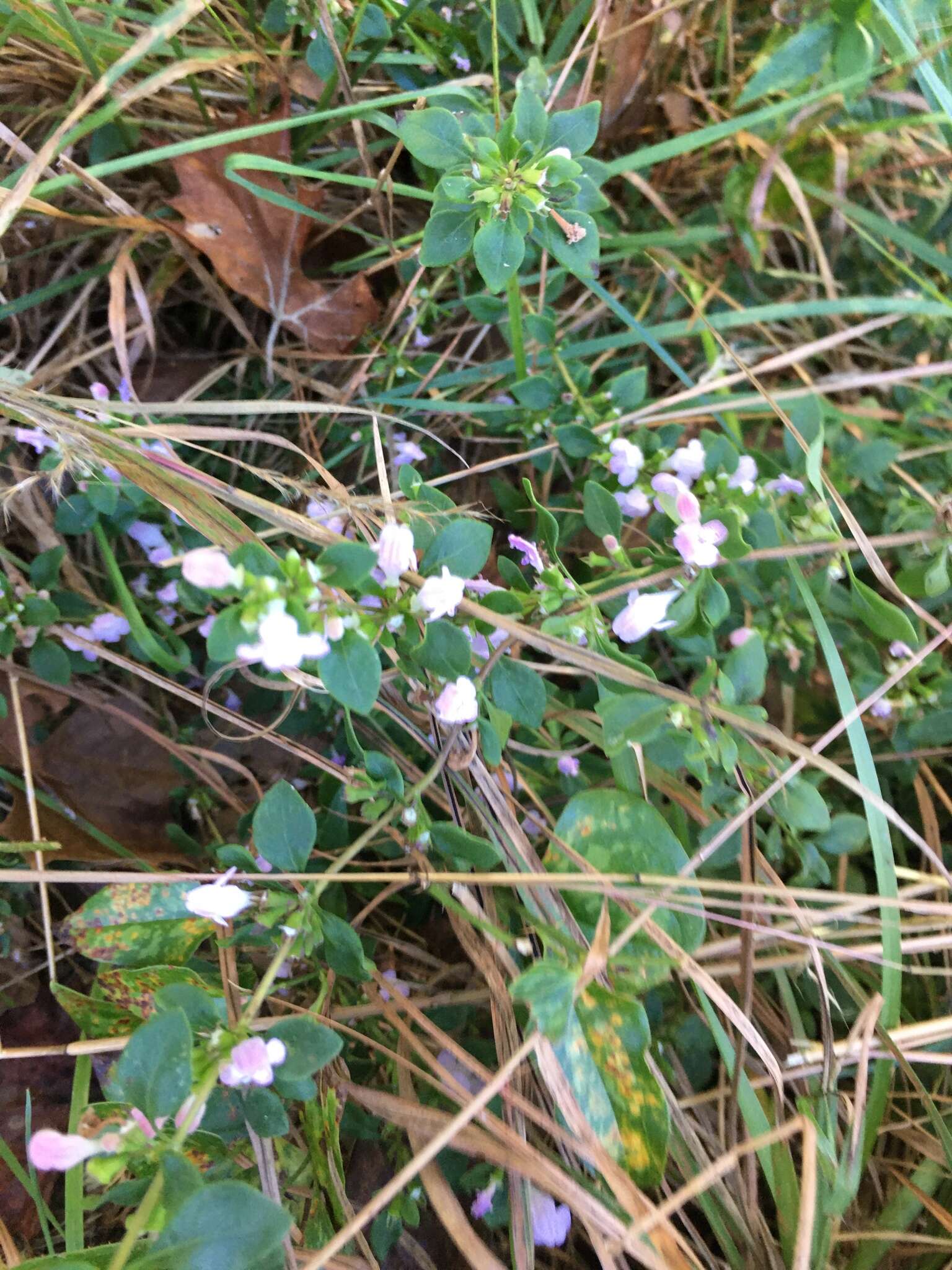 صورة Clinopodium carolinianum Mill.