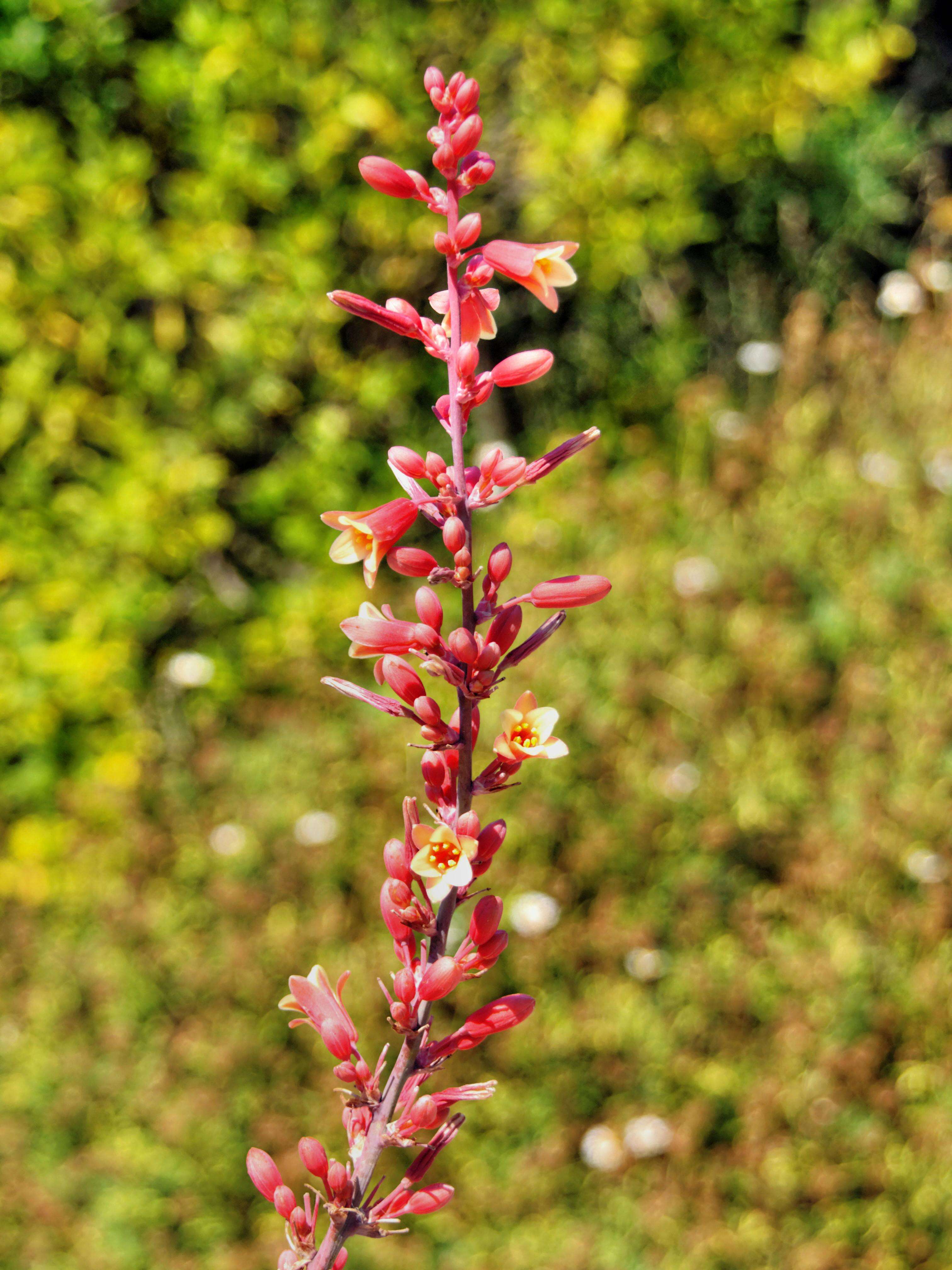 Image of redflower false yucca