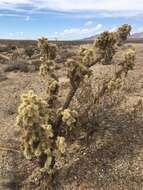 Image of Munz Cholla