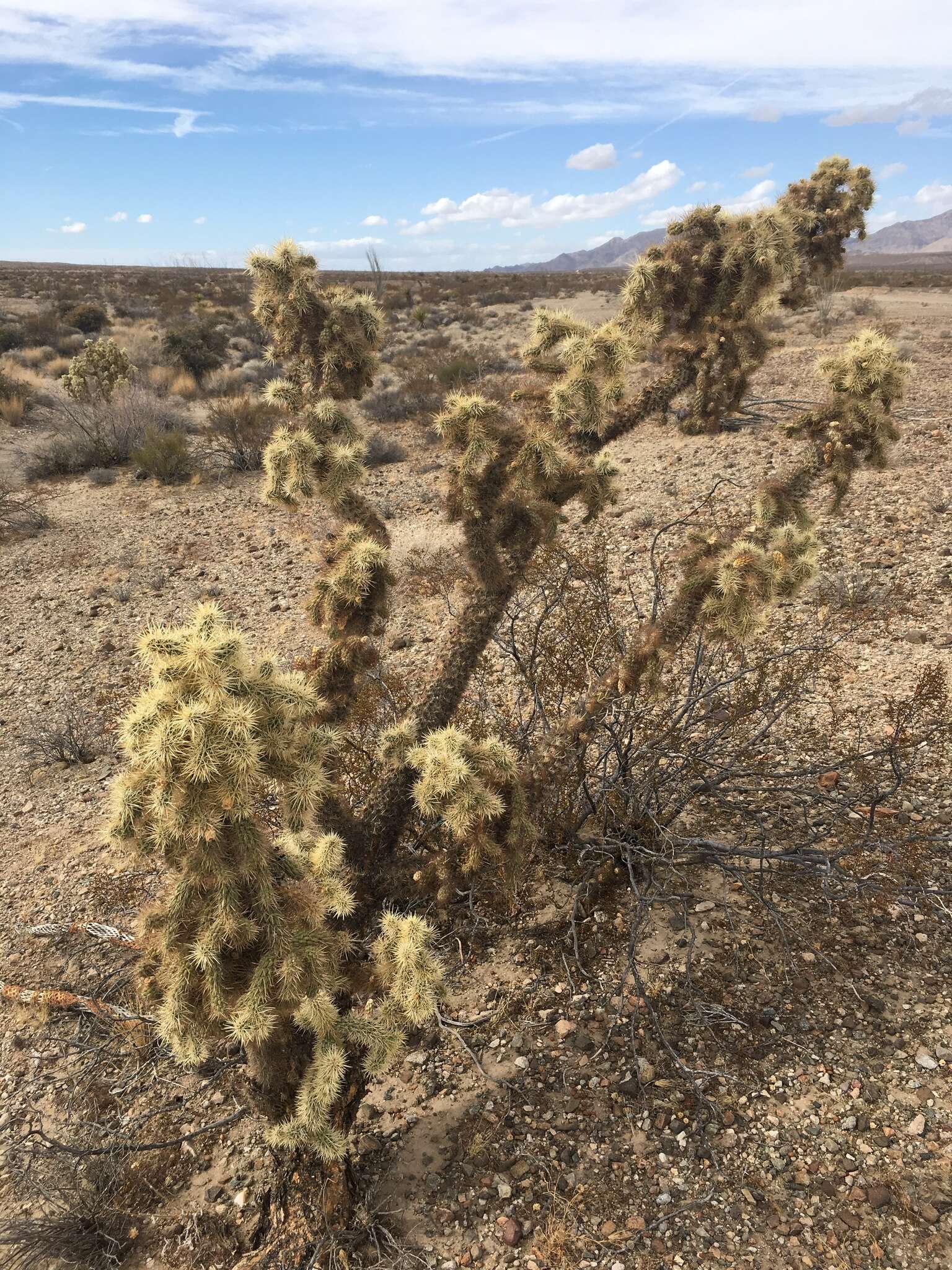 Image of Munz Cholla