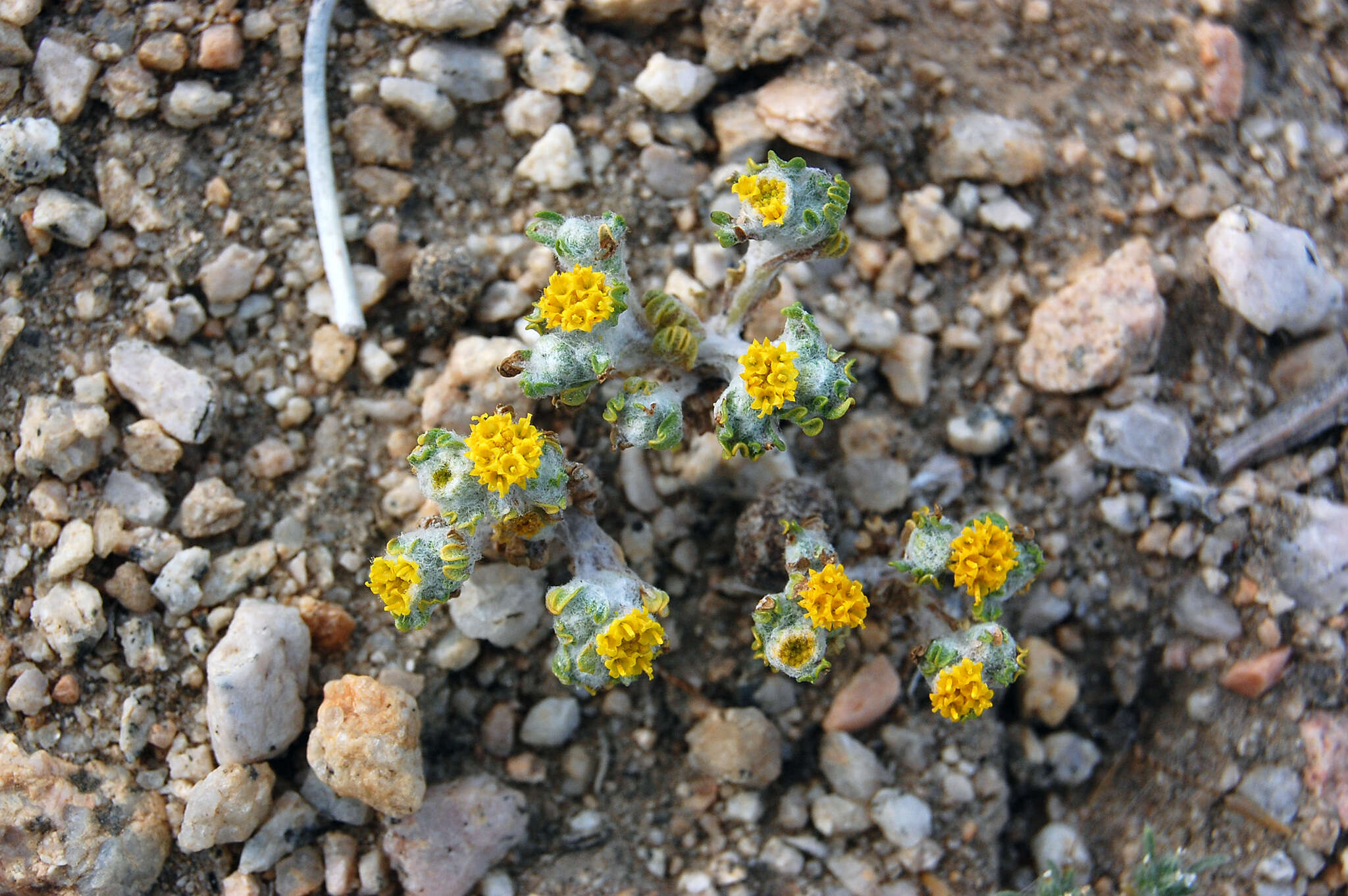 Image of Pringle's woolly sunflower