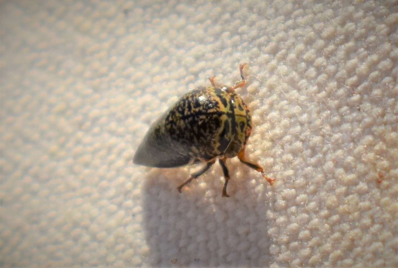 Image of Treehopper