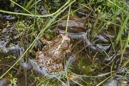 Image of Plateau toad