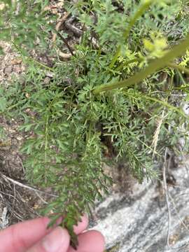 Image of Packera millefolia (T. & G.) W. A. Weber & Á. Löve