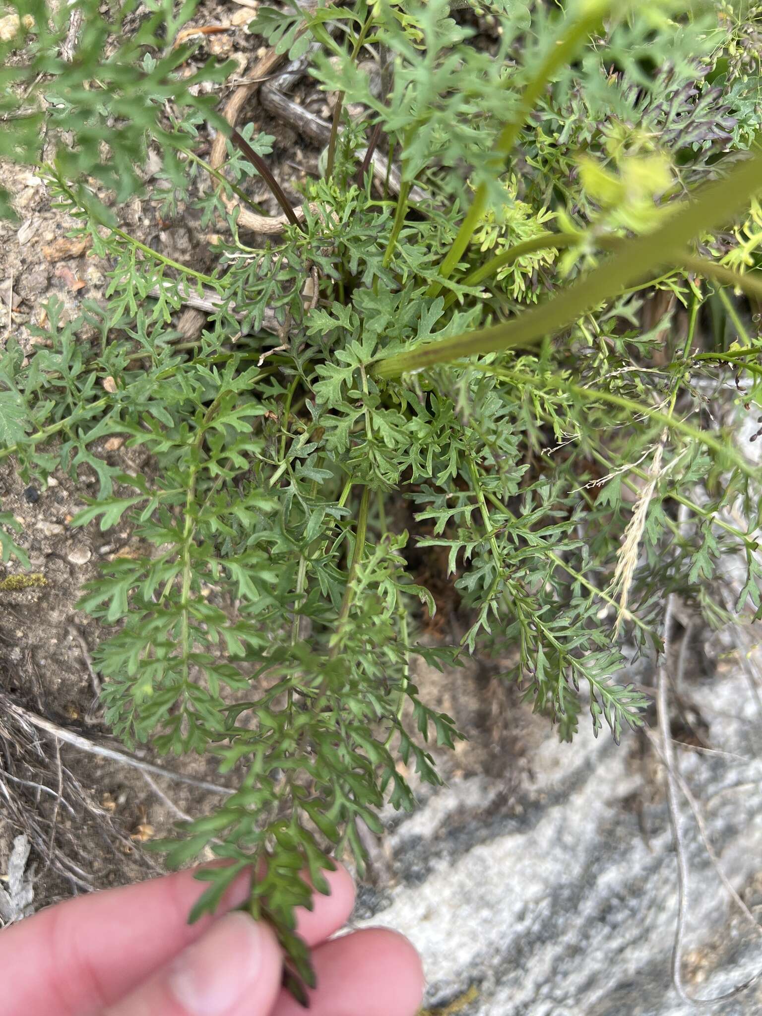 Image of Packera millefolia (T. & G.) W. A. Weber & Á. Löve