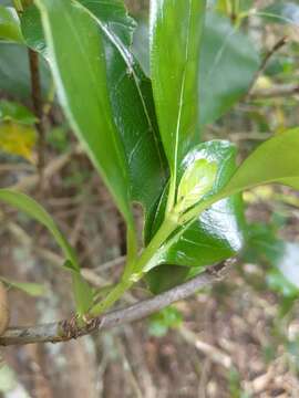 Image of Coprosma macrocarpa Cheeseman