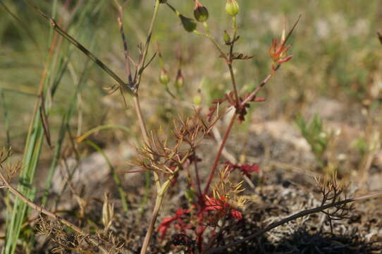 صورة Scandix macrorhyncha C. A. Mey.