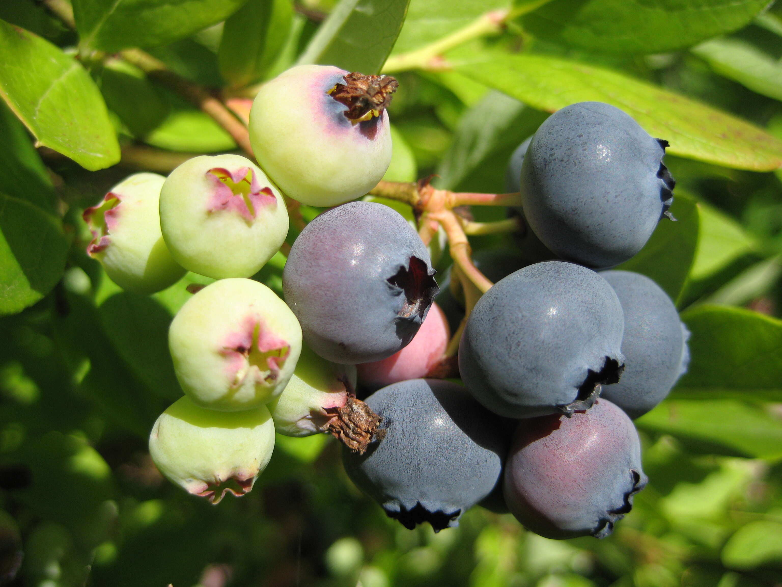 Image of Highbush blueberry