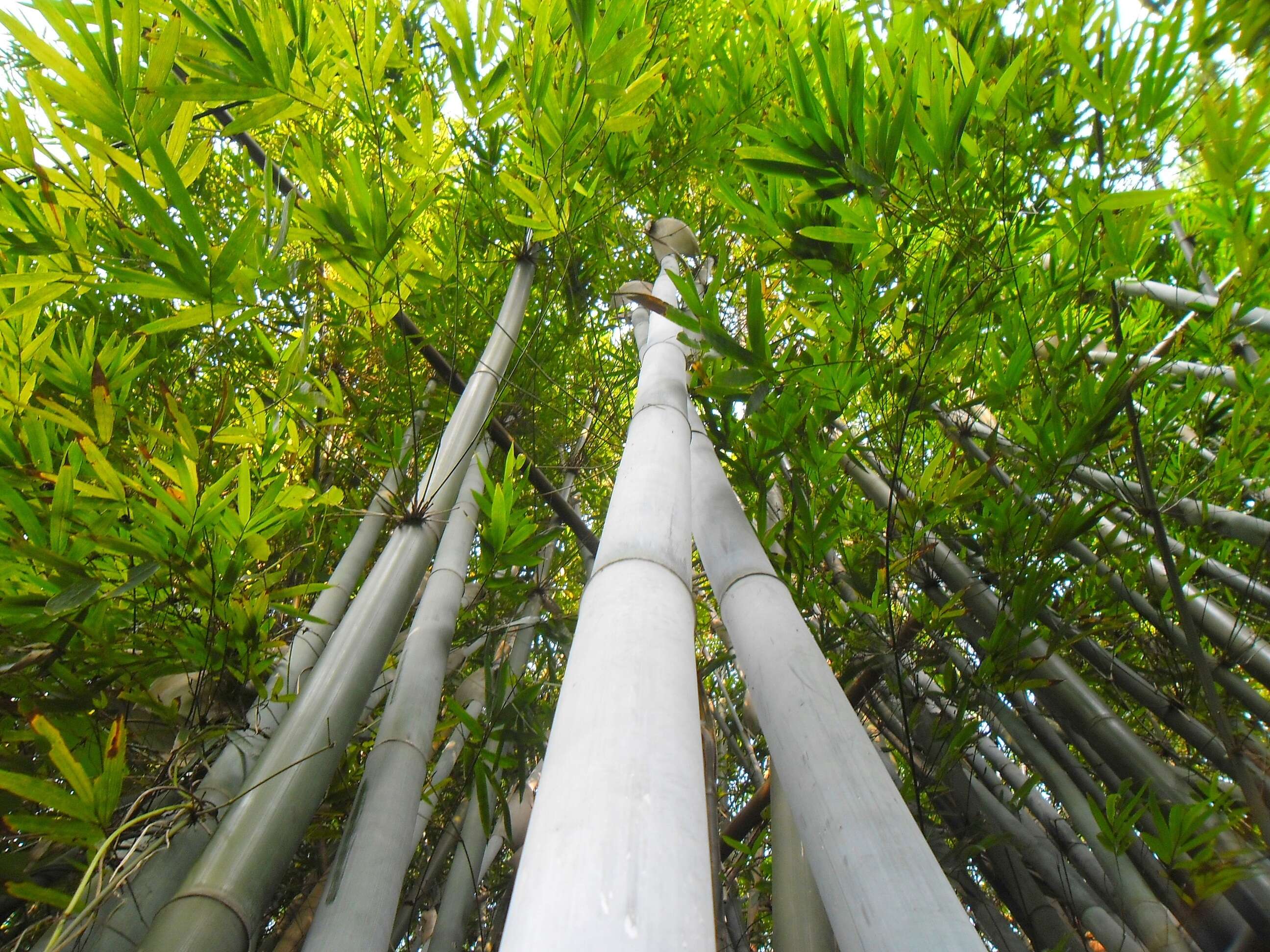 Image of Tropical Blue Bamboo