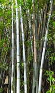 Image of Tropical Blue Bamboo