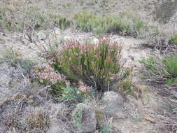 Image of Mulguraea scoparia (Gillies & Hook.) N. O'Leary & P. Peralta