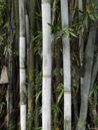 Image of Tropical Blue Bamboo