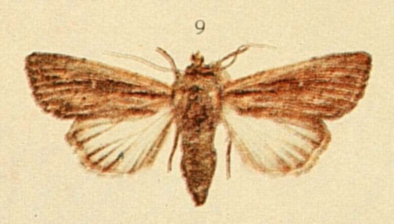 Image of Mythimna pudorina