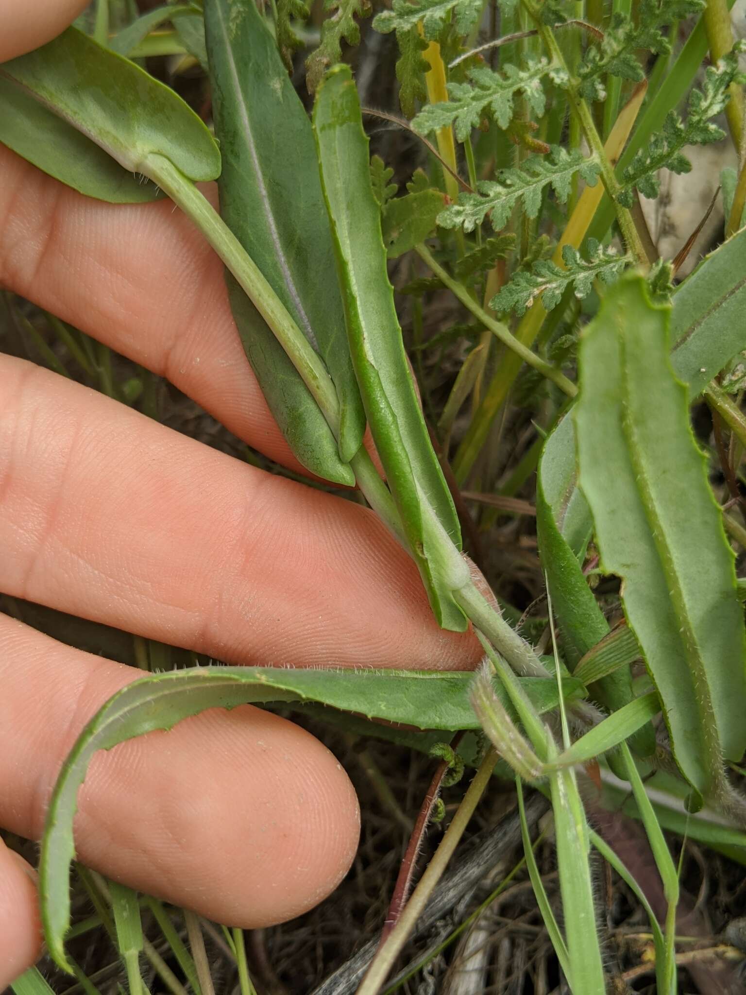 Image de Caulanthus lemmonii S. Watson