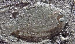 Image of Flounder