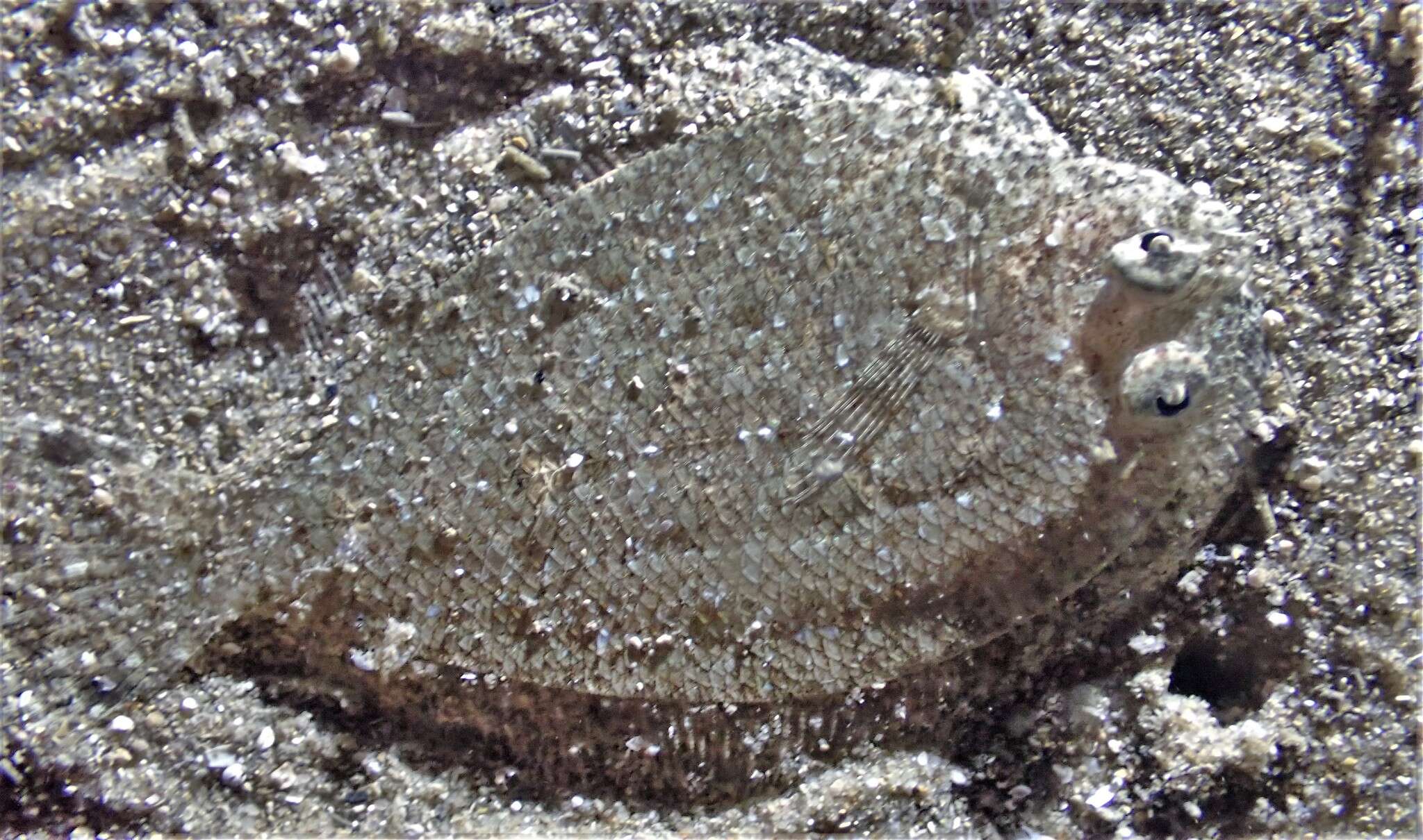 Image of Flounder