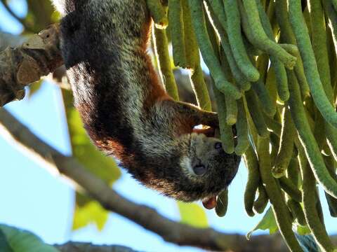 Imagem de Sciurus variegatoides dorsalis Gray 1849