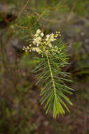 Imagem de Acacia linifolia (Vent.) Willd.