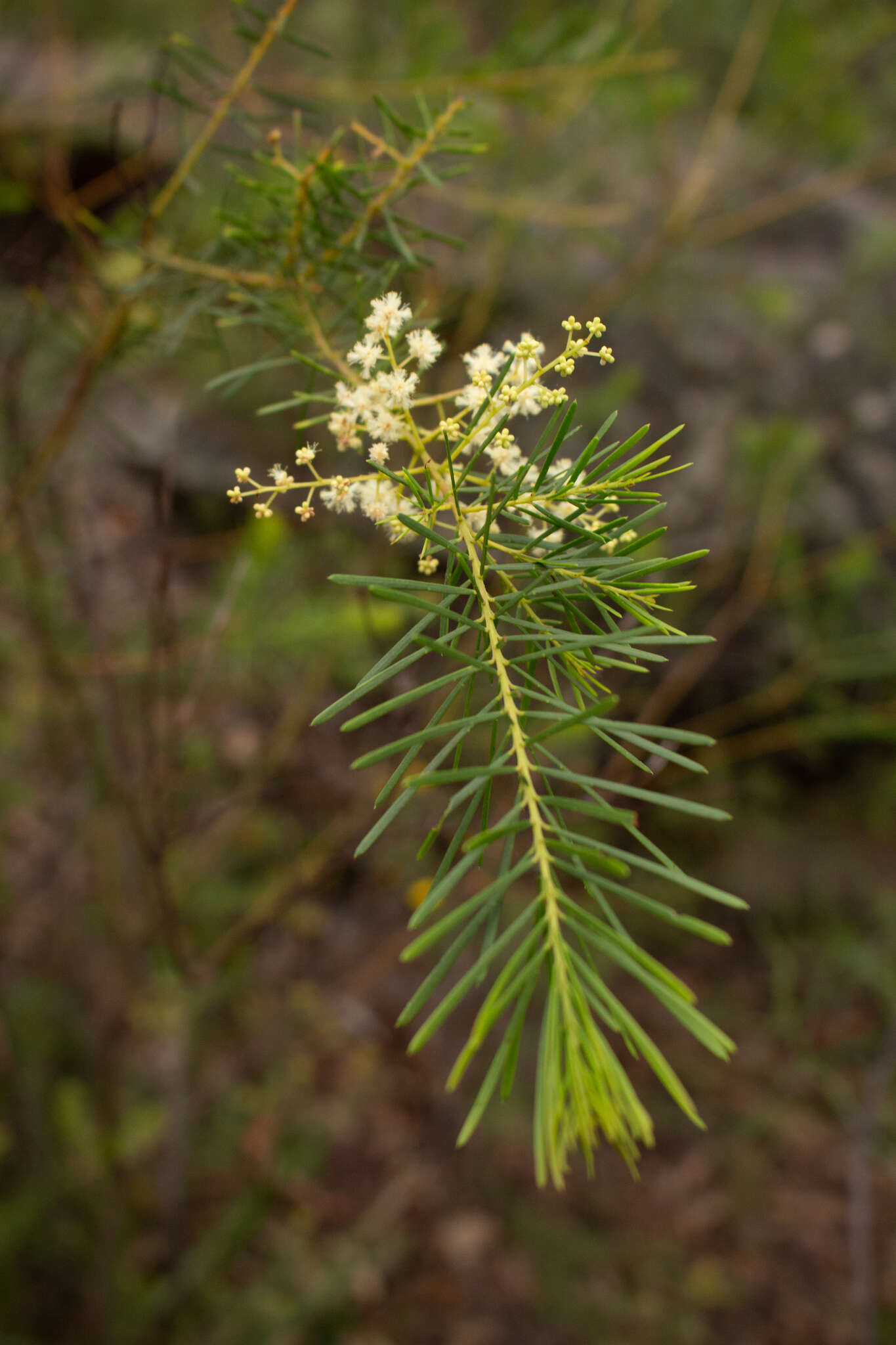 Imagem de Acacia linifolia (Vent.) Willd.