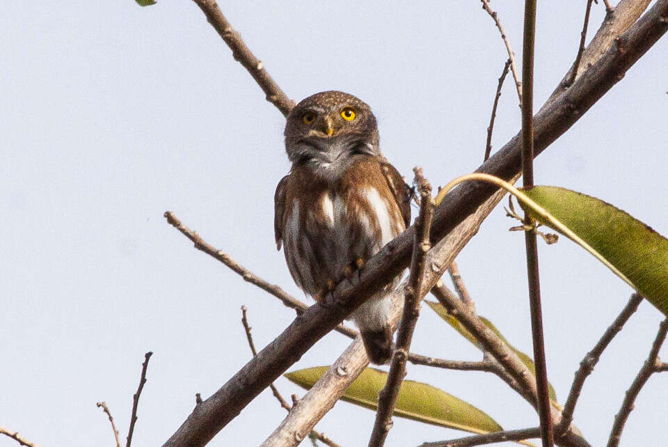 Image of Colima Pygmy Owl