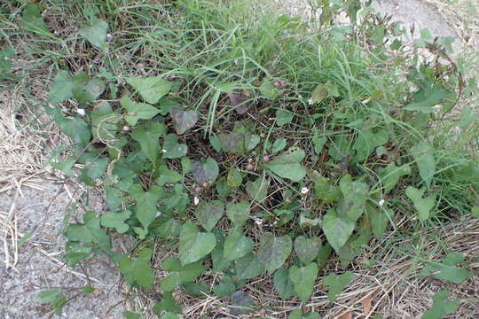 Image de Ipomoea leucantha Jacq.