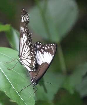 Imagem de Zethera pimplea Erichson 1834