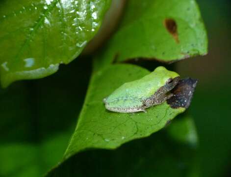 Image of Variable Bush Frog