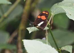 Image de Heliconius telesiphe sotericus Salvin 1871