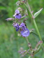 Image de Nepeta grandiflora M. Bieb.