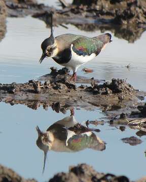 Image of Lapwing