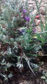 Oxytropis podocarpa A. Gray resmi